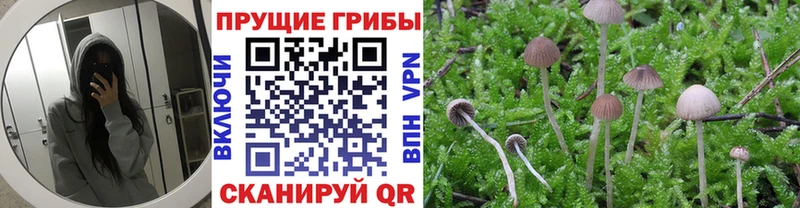 Псилоцибиновые грибы MAGIC MUSHROOMS  Алейск 