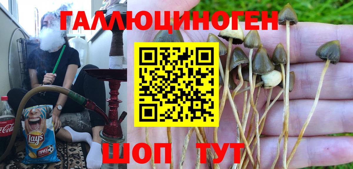 дарнет шоп  Алейск  Псилоцибиновые грибы мицелий 